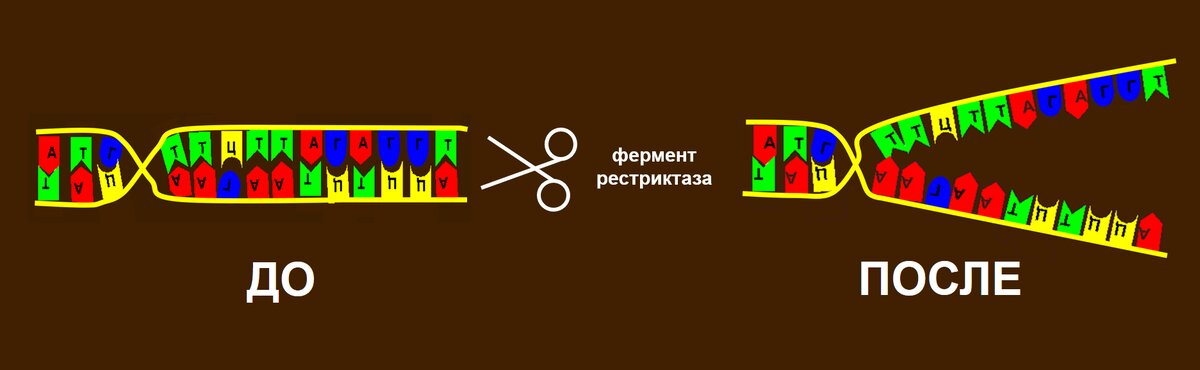 Теории старения: процессы, признаки, можно ли замедлить | РБК Тренды