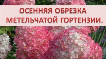 Осенняя обрезка метельчатой гортензии.