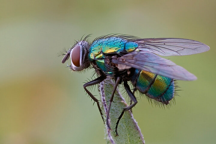 Lucilia bufonivora (использовано фото ресурса www.otvet.mail.ru)