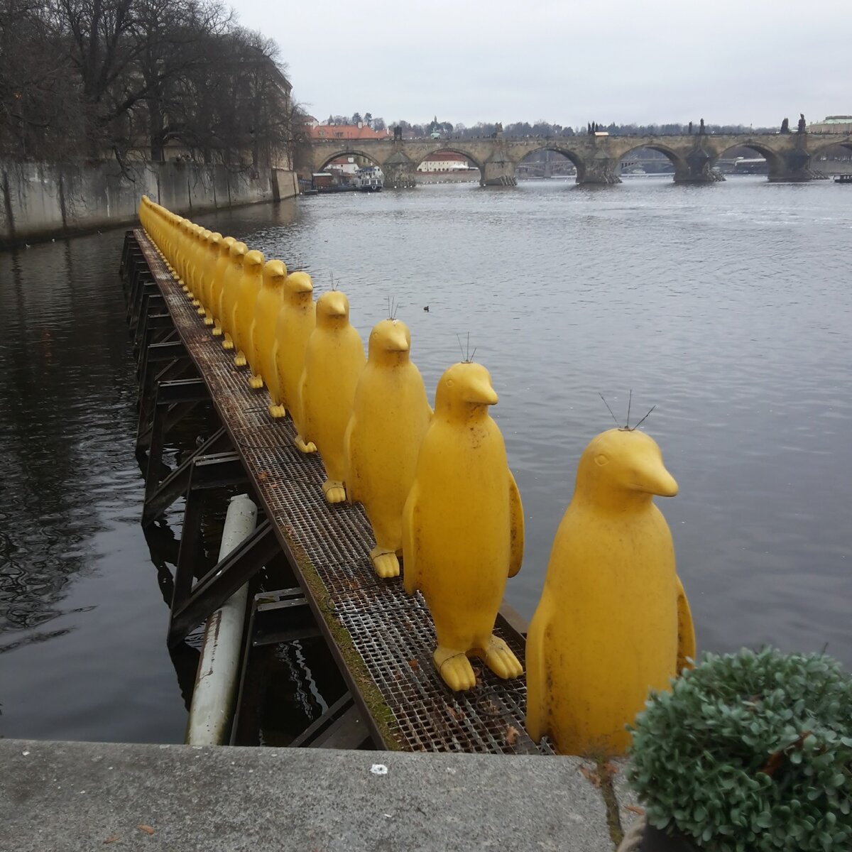 Прага, пингвины