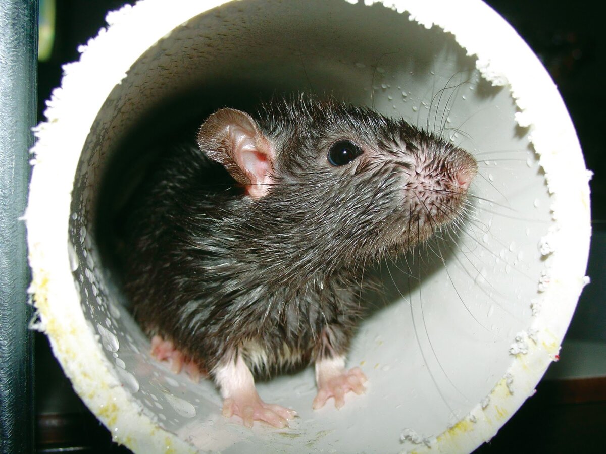 Фото: stop-insect.ru