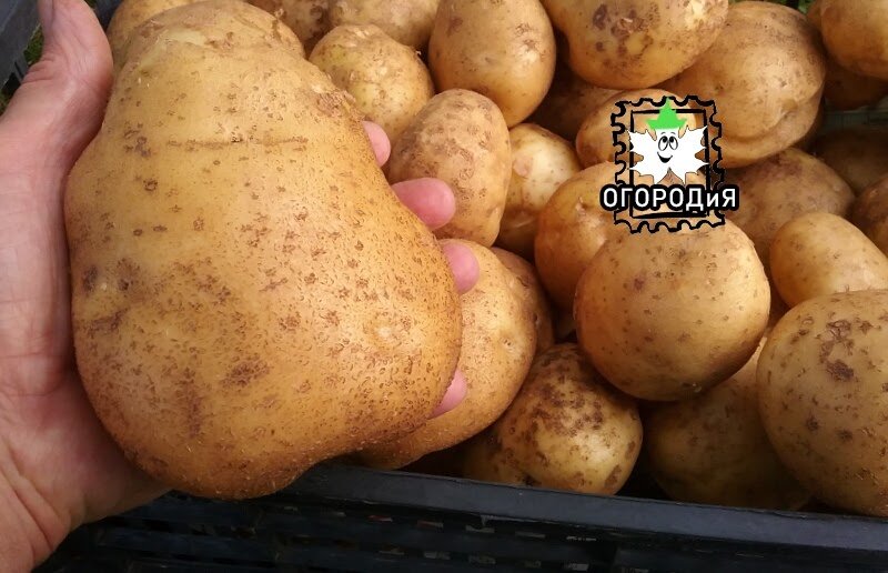 Мытый картофель для хранения