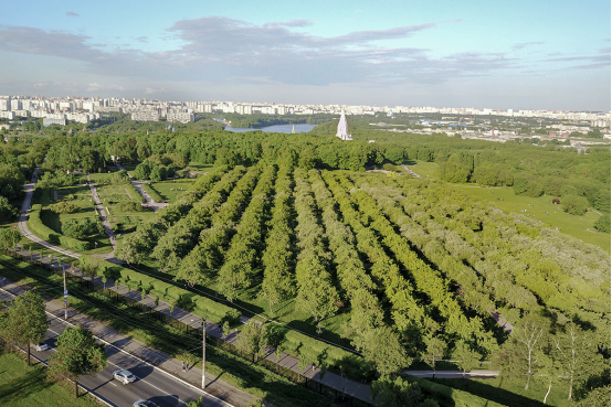 Согласно определению это лес, но это яблоневый сад в Коломне