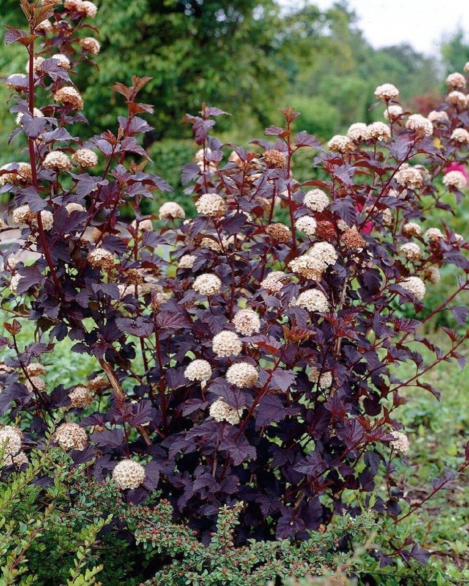 Пузыреплодник