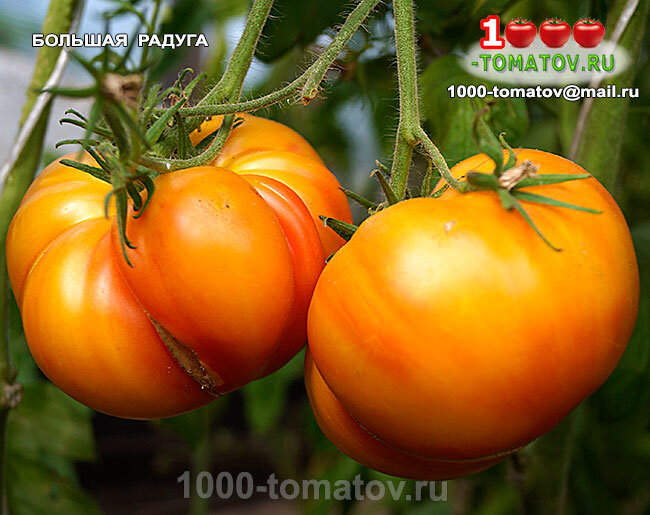 Томат Большая радуга  Big Rainbow фото 1