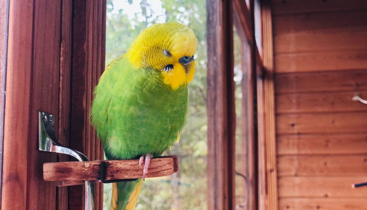 Тэри сидит на одной лапке, закрыв глаза. 