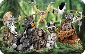 school.bakai.ru Приматы. Животный мир.