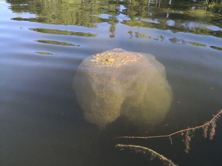 «Ребята, что это такое, черт возьми?!»