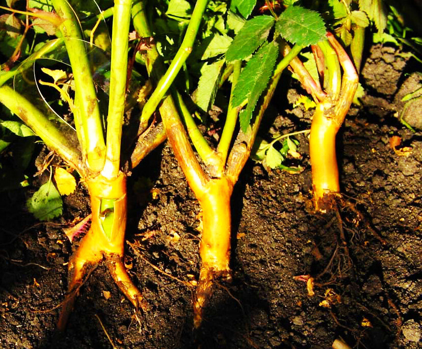 Черенки роз