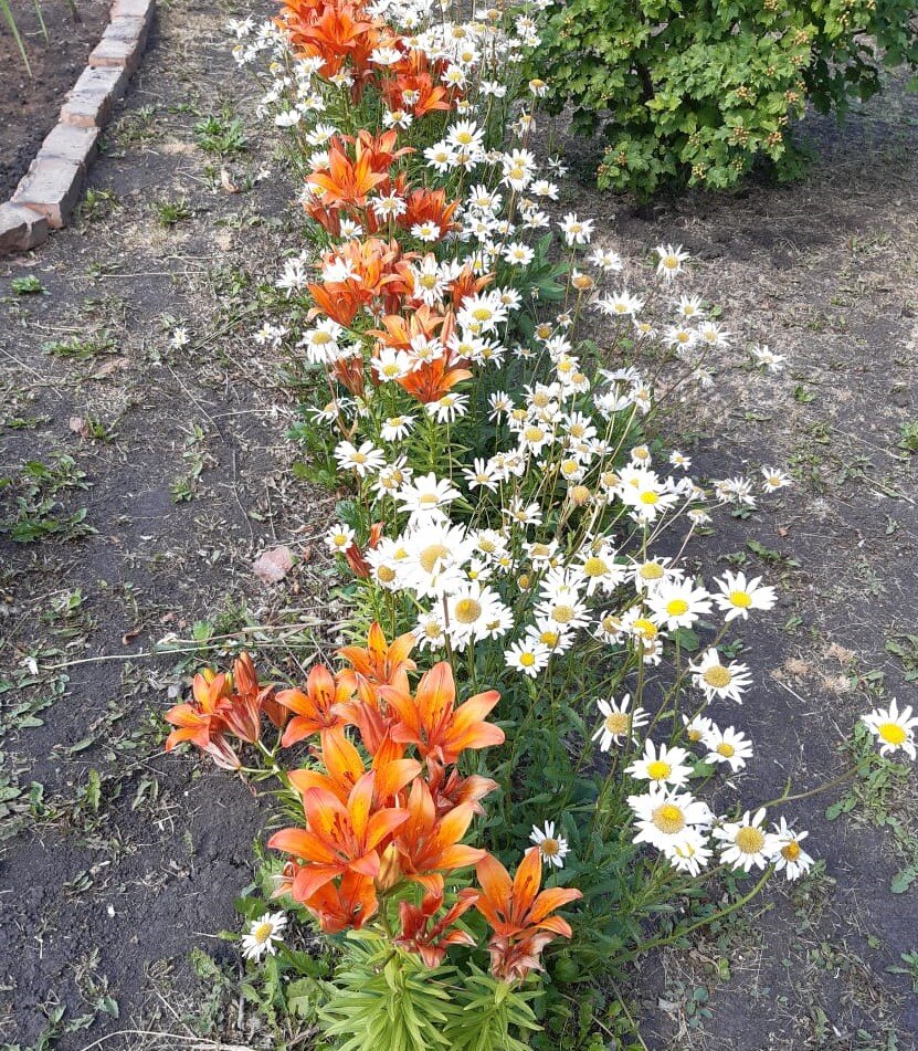 Цветы в школьном дворе.Фото автора))