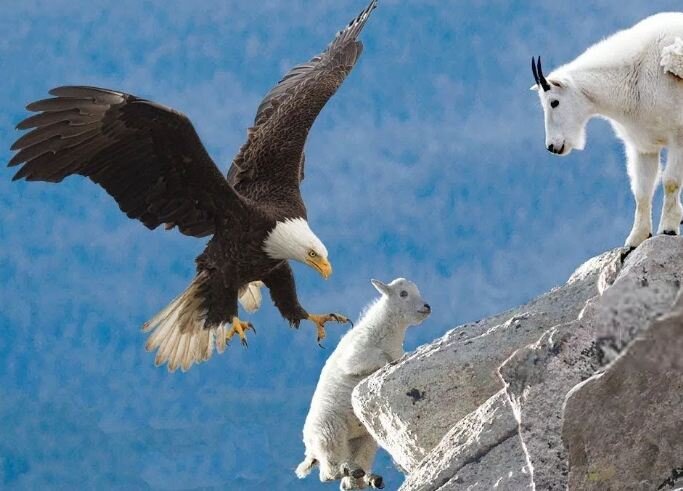 Орел атакует 