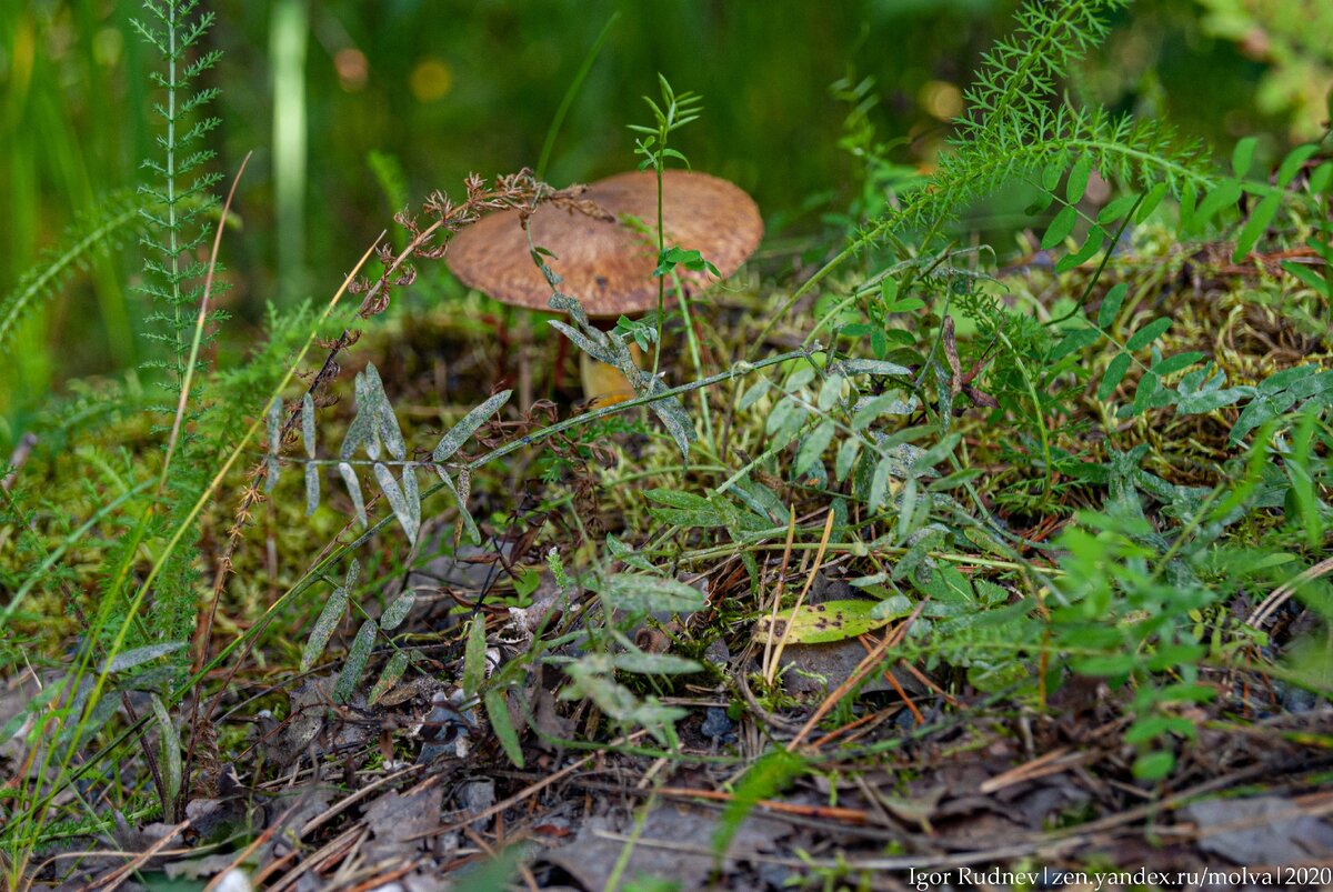 походы по грибы...