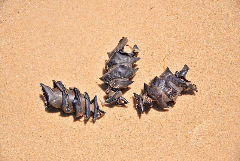 Яйца бычьих акул, выброшенные штормом на побережье Австралии. Фото Rod Waddington (flickr.com)