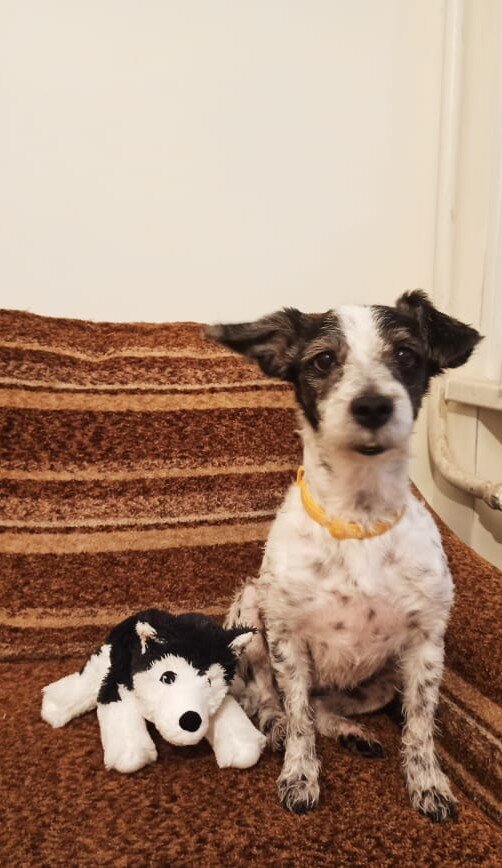 Собака соинвестор :-)