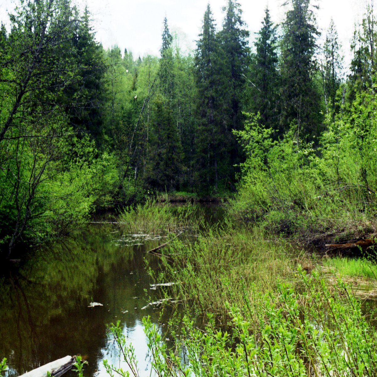 сусанинское болото костромской области. болото ивана сусанина кострома. болота сусанина кострома. костромские болота. чистое болото сусанино.