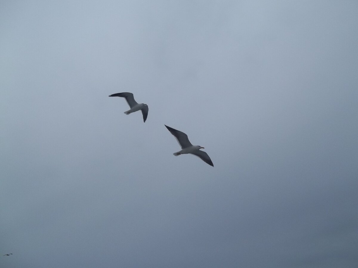 Чайки. Эти милые птицы выклёвывают глаза у ослабевших моряков потерпевших кораблекрушение