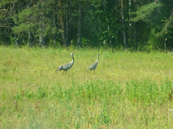 Абсолютно непуганые птицы