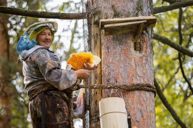 Одна из русских традиций, колодное пчеловодство, может помочь в восстановлении популяции диких пчёл. Роль человека здесь невелика — вывесить колоду (сруб дерева с дуплом), которую обживут пчёлы. В остальном насекомые предоставлены сами себе. Мёда такое производство приносит немного (ведь часть нужно оставлять и самим пчёлам, чтобы те пережили зиму), зато на популяцию насекомых такое производство влияет максимально положительно. 