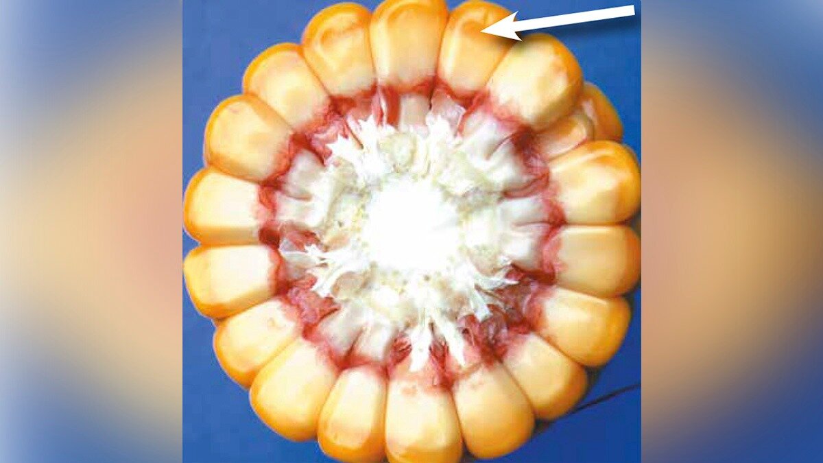 Фото:nsh.by
Рис. 1. Молочно-восковая фаза — начало уборки на силос (Arvalis)
