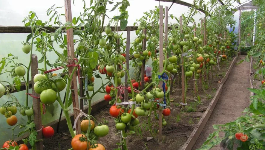 Подвязка помидор в теплице. Для укрепления помидор. Для укрепления помидор. Помидоры в огороде. Шпалеры для подвязывания помидоры.