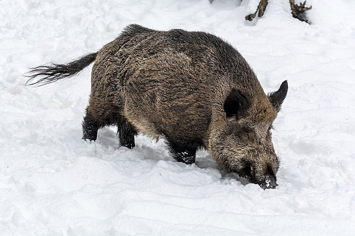 кабан описание животного. интересные факты о кабанах. кабан описание для детей. ареал обитания кабана в россии. дикий кабан краткое описание.