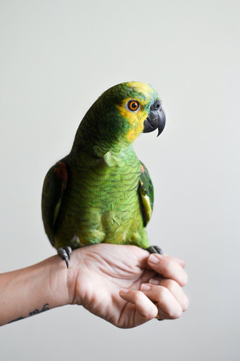 Из фотостока pexels