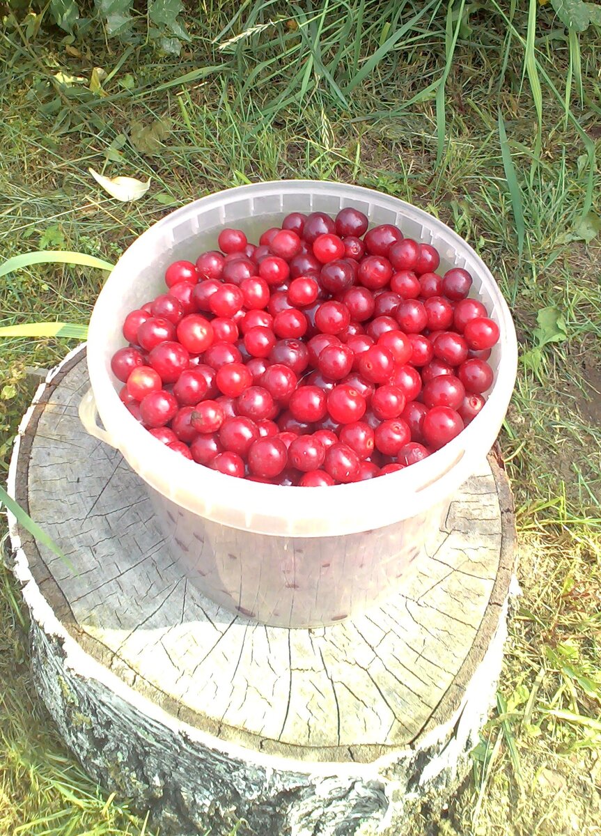 урожай сибирской вишни...