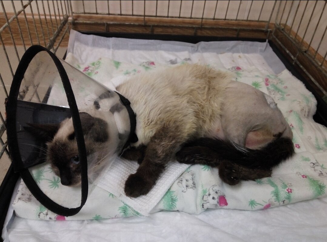 Сима в стационаре после операции