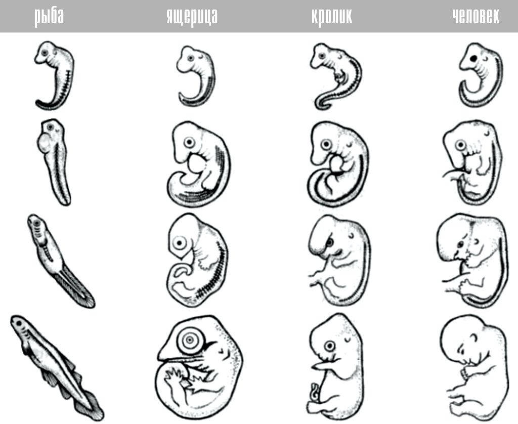 На рисунке изображен эмбрион человека в разный период времени какое общее свойство живых систем