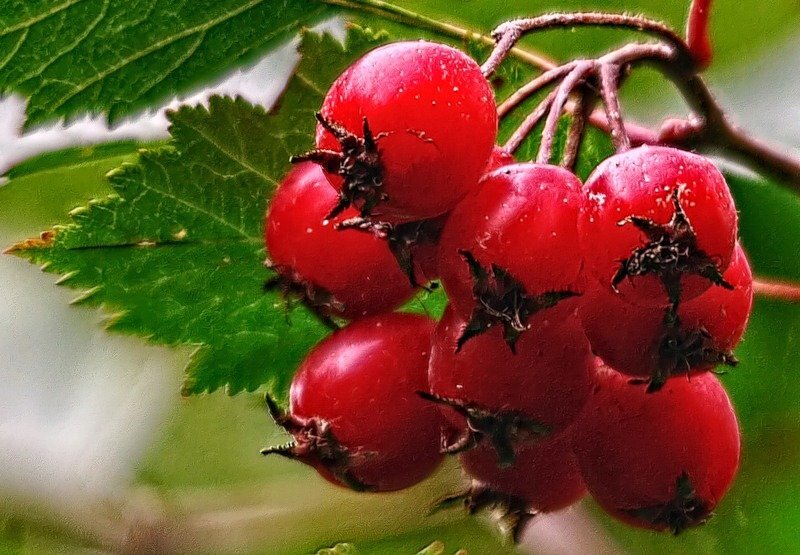 Яндекс.Картинки