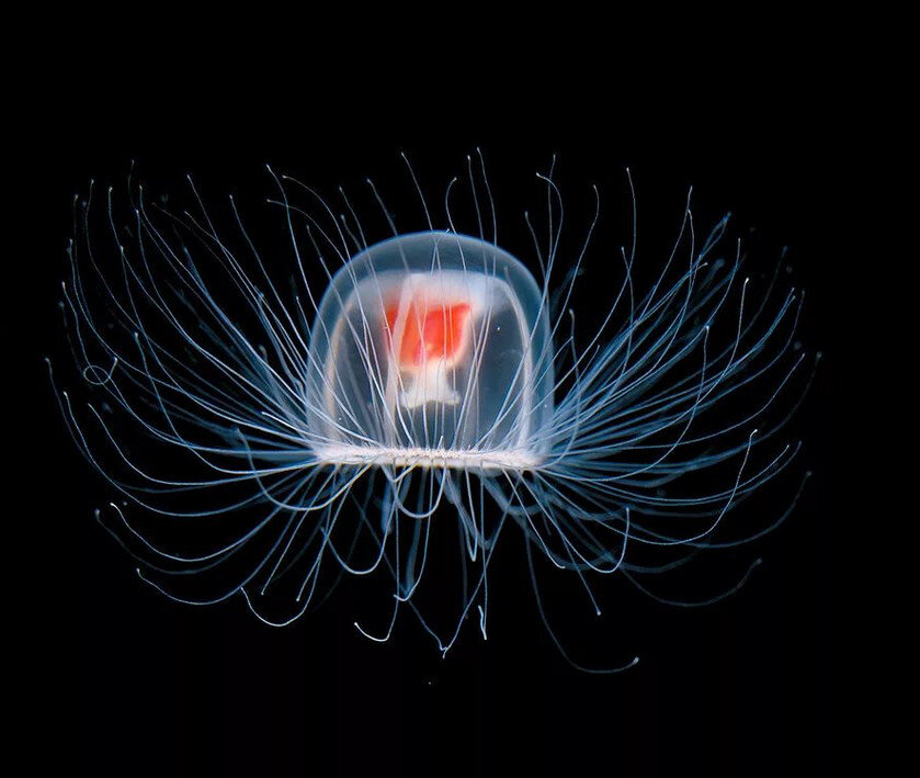 медуза Turritopsis Nutricula