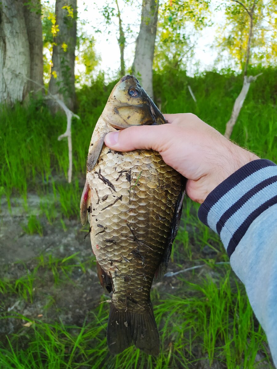 карась