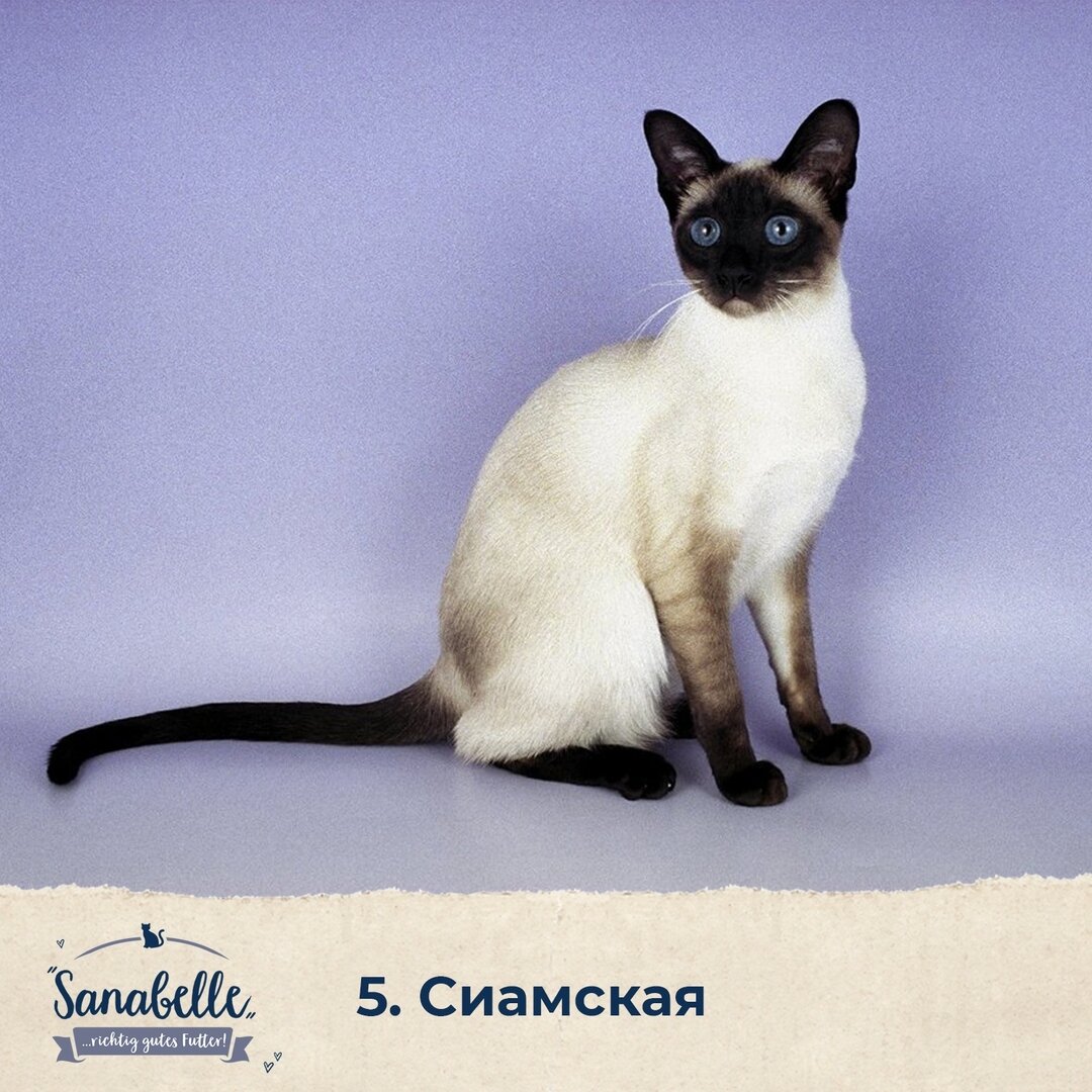 Фотографии кошек породы сиамских кошек. Сиамская порода кошек. Старотипная Сиамская. Сиам кошка Сиамская. Тайская ред поинт кошка.