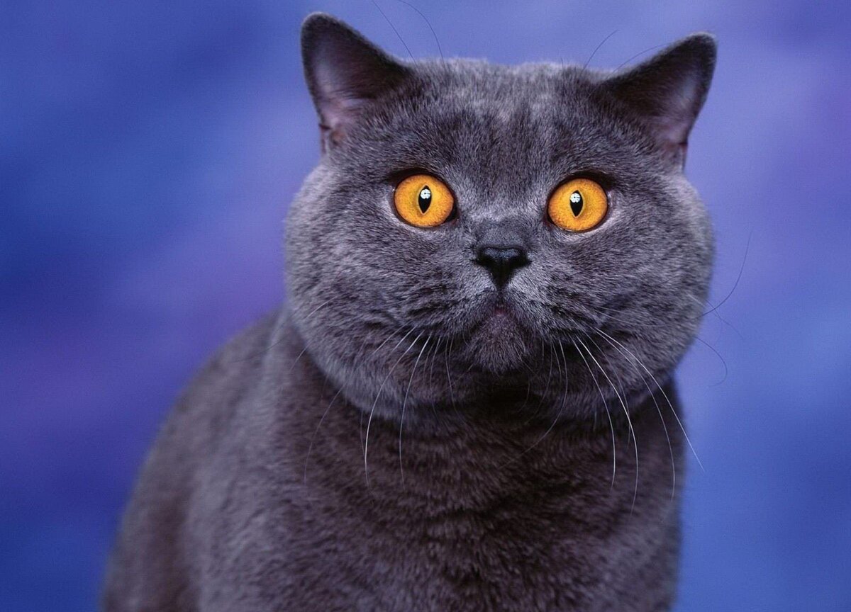 Источник prokota24.ru