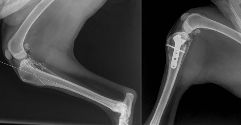 Изображение получено из открытых источников интернета