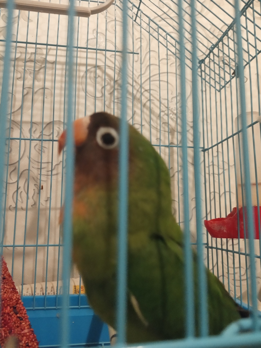 Наш любимец Кеша