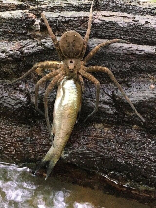 Некоторые пауки умеют ловить даже рыбу. 