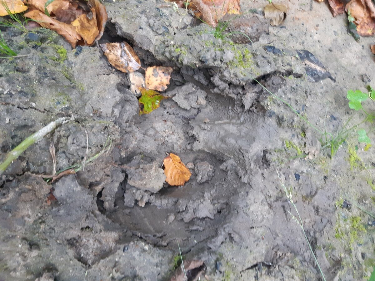 Разрешено ли собирать рога и где их искать? I делюсь личным опытом ...