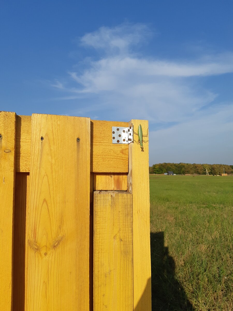 Увидели там огромного богомола ))) фото личное