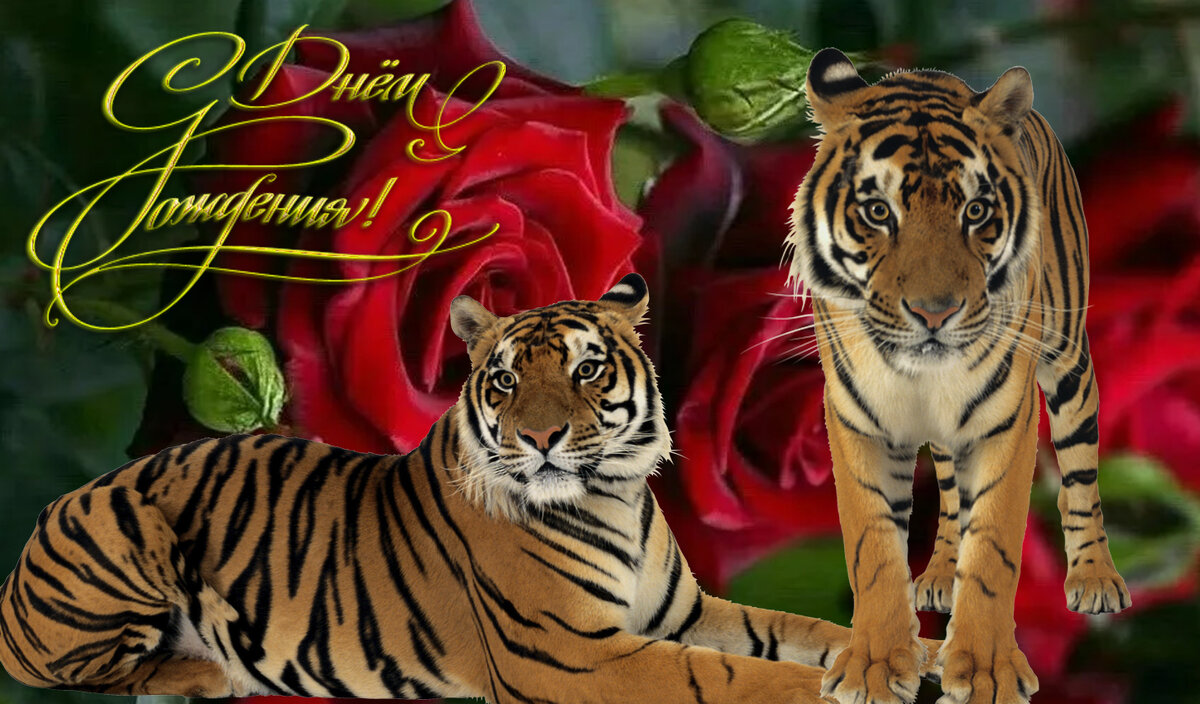 Открытки с тигром с днём рождения