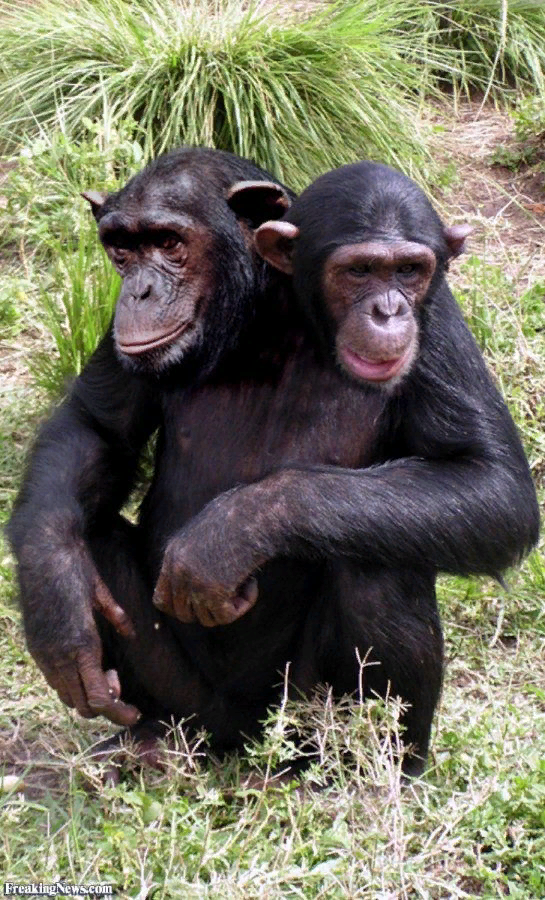 Гороскоп близнец обезьяна. Бонобо альбинос. Лысая бонобо. Близнецы обезьяна.