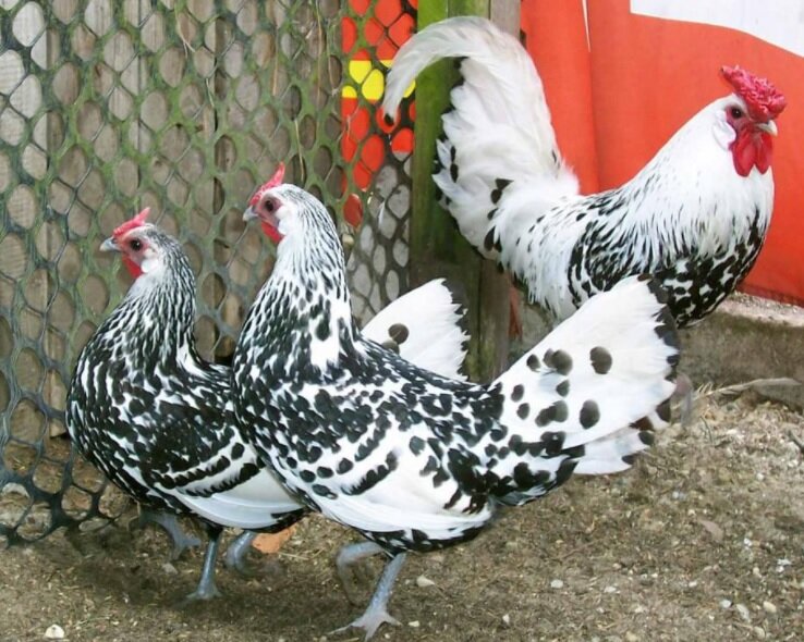 Гордая и красивая птица радует глаз