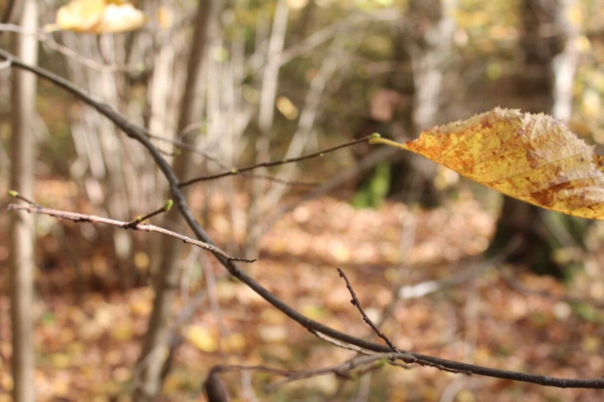 Опадают листья орешника