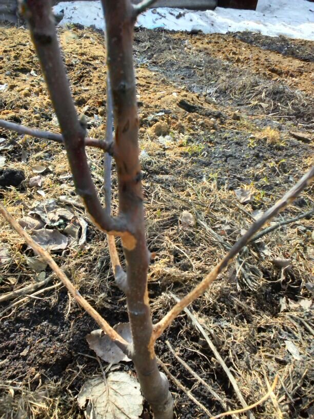 Саженец погрызли мыши