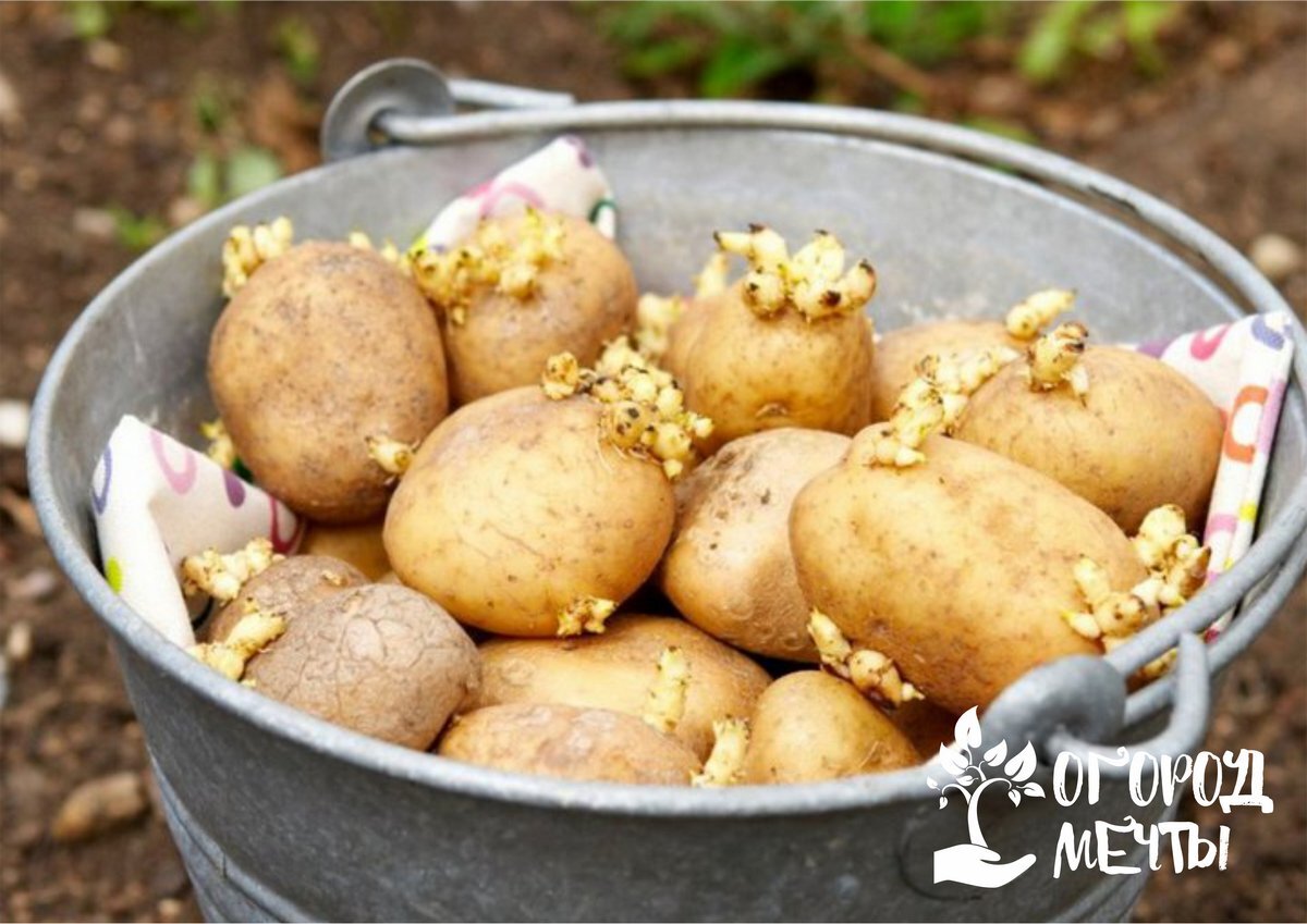 Готовим картофель к посадке — полезные советы и рекомендации для идеального урожая