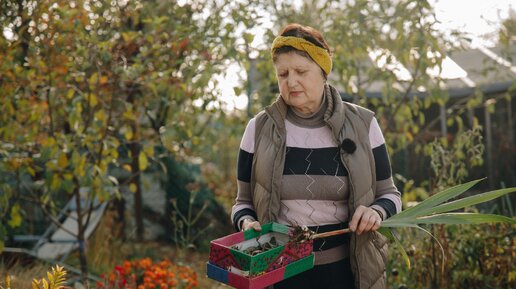 Готовим гладиолусы к зимовке. Важные советы