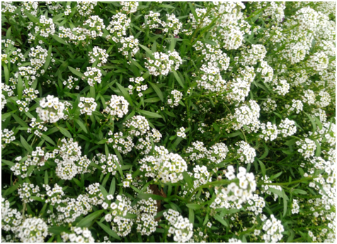 Alyssum stock photo. Image of nature, flower, white, beautiful - 46072554