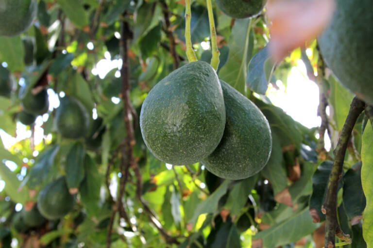 Фото с louiesnursery.com