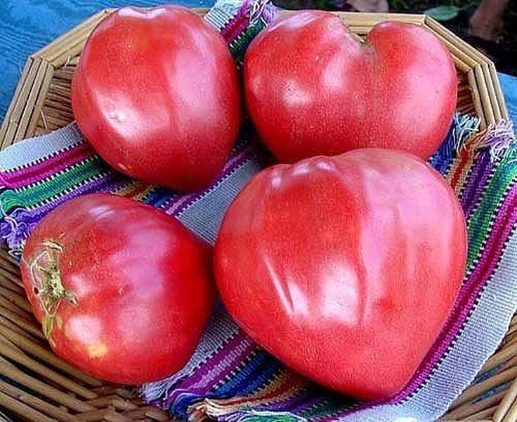 5 вкусных и сладких сортов томатов. Сажаю каждый год