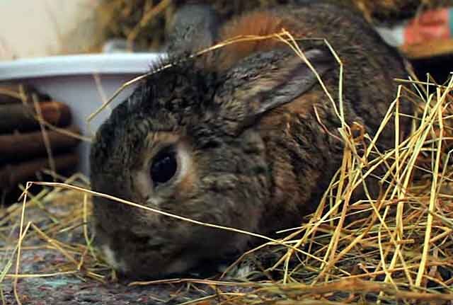 Как правильно хранить сено для кролика? Условия и сроки хранения сена.